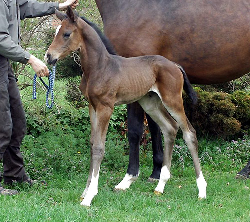 Trakehner Stutfohlen von Saint Cyr u.d. Dejaniera v. Freudenfest u.d. Didaktik v. Manrico, Zchter: B. Gutmann, Foto: Richard Langels