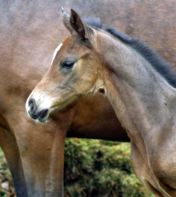 Trakehner Stutfohlen von Saint Cyr u.d. Dejaniera v. Freudenfest u.d. Didaktik v. Manrico, Zchter: B. Gutmann, Foto: Richard Langels