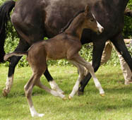 wenige Stunden alt Hengstfohlen von Saint Cyr u.d. Pr. u. StPrSt. Grace Note v. Alter Fritz, Foto: Richard Langels