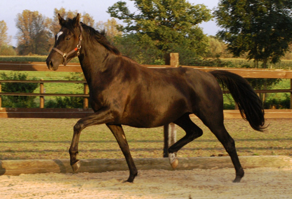 Zweijhrige Trakehner Stute von Shavalou u.d. Elitestute Gloriette v. Kostolany, Foto: Richard Langels