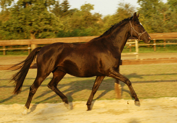 Zweijhrige Trakehner Stute von Shavalou u.d. Elitestute Gloriette v. Kostolany, Foto: Richard Langels