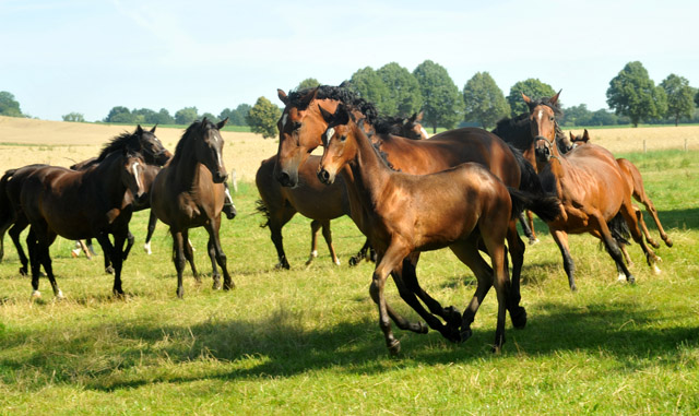 Foto Richard Langels  - Trakehner Gestt Hmelschenburg