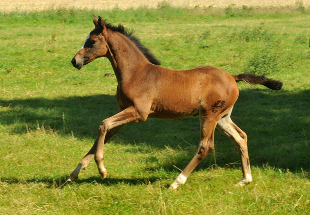Tara o`Hara von Saint Cyr - Foto Richard Langels  - Trakehner Gestt Hmelschenburg