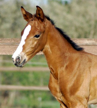 Trakehner Stutfohlen von Exclusiv u.d. Schwalbenfee v. Freudenfest, Foto Richard Langels