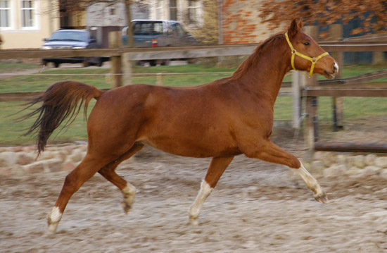  3jhriger Wallach von Fidertanz - Foto: Richard Langels - Gestt Schplitz