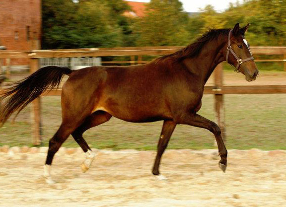 Kendra von Freudenfest u.d. Klara v. Exclusiv - am 22. September 2011 - Foto: Richard Langels - Trakehner Gestt Schplitz