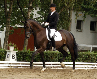 Seal - Trakehner von Gribaldi u.d. Pr.St. Schwalbenspiel v. Exclusiv, Gestt Hmelschenburg, Foto: Richard Langels