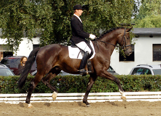 Seal - Trakehner von Gribaldi u.d. Pr.St. Schwalbenspiel v. Exclusiv, Gestt Hmelschenburg, Foto: Richard Langels