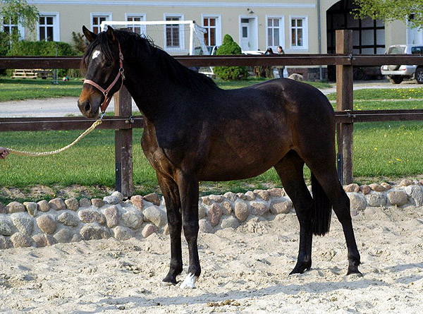 3jhriger Trakehner von Meraldik u.d. Schwalbenflair v. Exclusiv im April 2011, Foto: Richard Langels