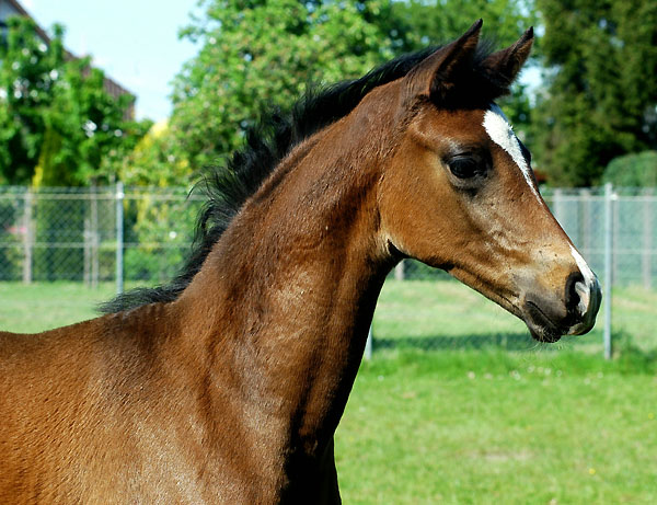 Trakehner Stutfohlen von Freudenfest u.d. Rominten v. Manrico