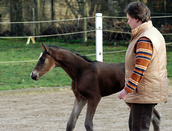 Trakehner Stutfohlen von Freudenfest u.d. Rominten v. Manrico