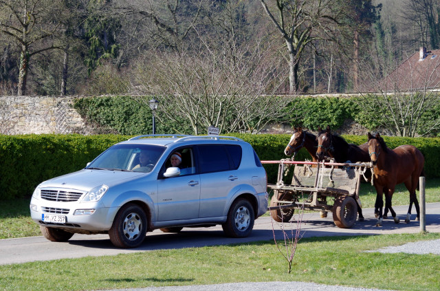 Unsere zweijhrigen Stuten auf dem Weg zur Koppel - Foto: Rolf Sander - Trakehner Gestt Hmelschenburg