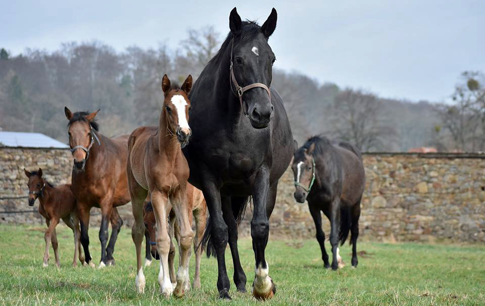 Die Stuten und Fohlen am 9. Mrz 2017 - Trakehner Gestt Hmelschenburg - Foto: Rolf Sander
