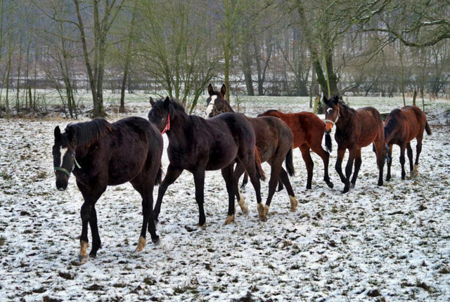 Unsere Jhrlinge - Trakehner Gestt Hmelschenburg - Foto: Rolf Sander