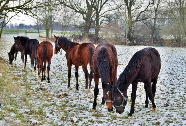 Unsere Jhrlinge - Trakehner Gestt Hmelschenburg - Foto: Rolf Sander