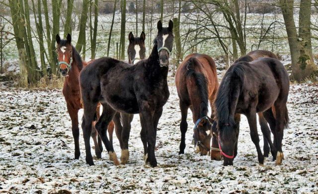 Unsere Jhrlinge - Trakehner Gestt Hmelschenburg - Foto: Rolf Sander