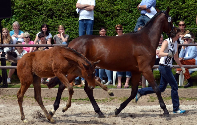 Stutfohlen von Honor du Soir u.d. Karena v. Freudenfest - 22. April 2016  - Foto: Rolf Sander -
Trakehner Gestt Hmelschenburg