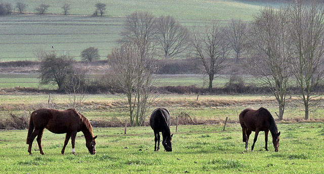 Pr.St. Klassic, Pr.St. Vittoria und Elitestute Kalmar - Hmelschenburg am 28. Dezember 2012, Foto: Rolf Sander, Trakehner Gestt Hmelschenburg - Beate Langels