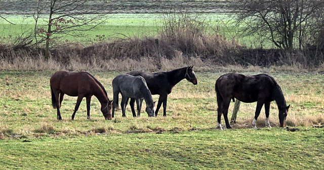 Unsere Jhrlingshengste - Hmelschenburg am 28. Dezember 2012, Foto: Rolf Sander, Trakehner Gestt Hmelschenburg - Beate Langels