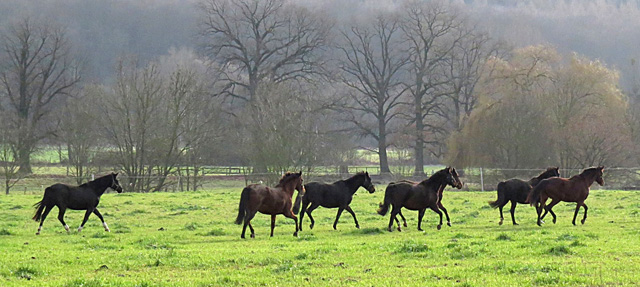Die Stutenherde auf der Feldweide - Hmelschenburg am 28. Dezember 2012, Foto: Rolf Sander, Trakehner Gestt Hmelschenburg - Beate Langels