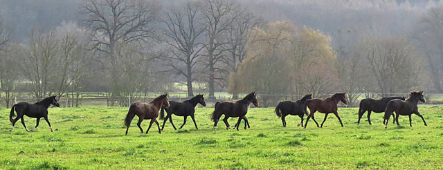 Die Stutenherde auf der Feldweide - Hmelschenburg am 28. Dezember 2012, Foto: Rolf Sander, Trakehner Gestt Hmelschenburg - Beate Langels