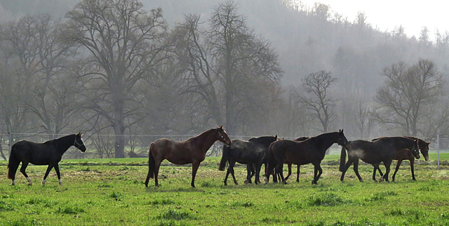 Die Stutenherde auf der Feldweide - Hmelschenburg am 28. Dezember 2012, Foto: Rolf Sander, Trakehner Gestt Hmelschenburg - Beate Langels