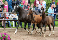 Trakehner Fohlenschau in Hmelschenburg 2014