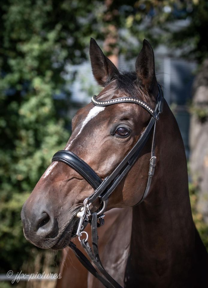 Valpiano und Anastasia Rutsch 2019, Trakehner Gestt Hmelschenburg