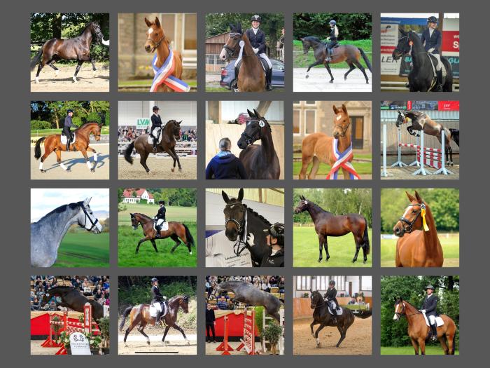 Erfolgreiche Hämelschenburger Pferde im Jahr 2024 - Trakehner Gestüt Hämelschenburg