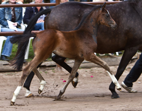 Stutfohlen von Totilas u.d. Trakehner Prmien- u. Staatsprmienstute Schwalbenfeder v. Summertime, Foto: Lisa Rullmann