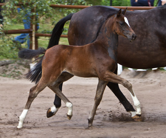 Stutfohlen von Totilas u.d. Trakehner Prmien- u. Staatsprmienstute Schwalbenfeder v. Summertime, Foto: Lisa Rullmann