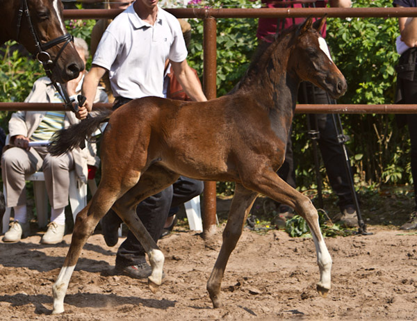 Stutfohlen von Totilas u.d. Trakehner Prmien- u. Staatsprmienstute Schwalbenfeder v. Summertime, Foto: Lisa Rullmann