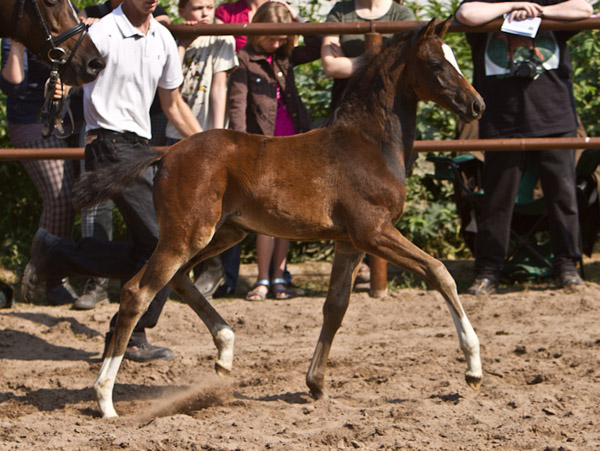 Stutfohlen von Totilas u.d. Trakehner Prmien- u. Staatsprmienstute Schwalbenfeder v. Summertime, Foto: Lisa Rullmann