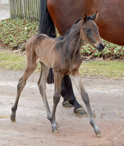 Stutfohlen von His Moment u.d. Pr.u.StPrSt. Katniss Everdeen v. Saint Cyr - Foto: Richard Langels - Trakehner Gestt Hmelschenburg