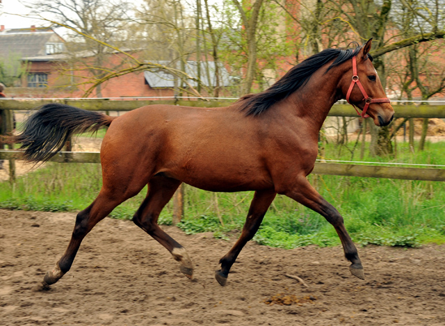 Zweijhriger Trakehner Hengst von Saint Cyr u.d. Hanna v. Summertime u.d. Elitestute Helena v. Matador