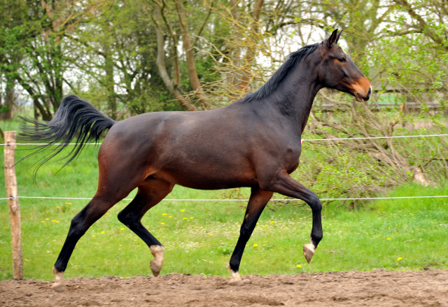 Gardema v. Shavalou u.d. Elitestute Gloriette v. Kostolany - Fototermin in Schplitz  - Foto: Beate Langels - Trakehner Gestt Hmelschenburg