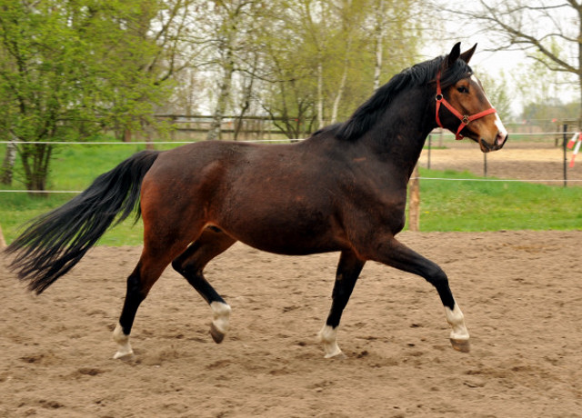 Trakehner Wallach von Freudenfest x Alter Fritz  - Trakehner Gestt Hmelschenburg
