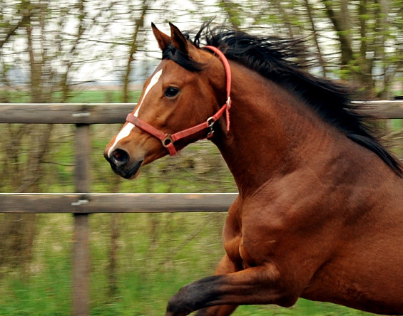 Zweijhriger Trakehner Hengst von Saint Cyr u.d. Hanna v. Summertime u.d. Elitestute Helena v. Matador