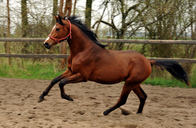 Zweijhriger Trakehner Hengst von Saint Cyr u.d. Hanna v. Summertime u.d. Elitestute Helena v. Matador