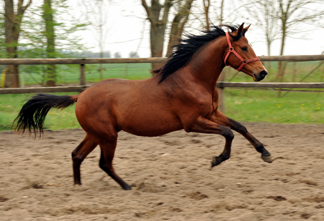 Zweijhriger Trakehner Hengst von Saint Cyr u.d. Hanna v. Summertime u.d. Elitestute Helena v. Matador