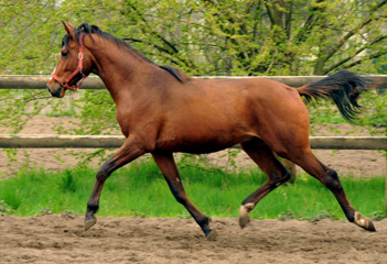 Zweijhriger Trakehner Hengst von Saint Cyr u.d. Hanna v. Summertime u.d. Elitestute Helena v. Matador