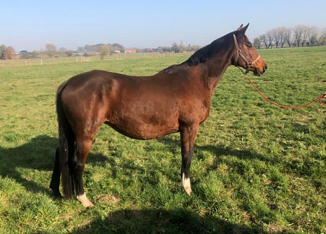 Karalina v. Exclusiv u.d. Elitestute Kassuben v. Enrico Caruso  - Foto: Beate Langels - Trakehner Gestt Hmelschenburg