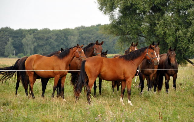 Zweijhrige Stuten in Schplitz- copyright Beate Langels, Trakehner 
Gestt Hmelschenburg