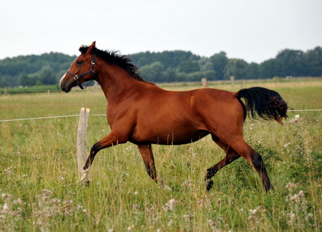 Schwalbenpoesie von Exclusiv- copyright Beate Langels, Trakehner 
Gestt Hmelschenburg