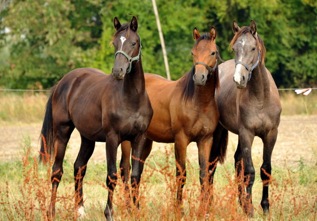 Jhrlingshengste in Schplitz - copyright Beate Langels, Trakehner 
Gestt Hmelschenburg