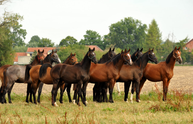 Jhrlingshengste in Schplitz - copyright Beate Langels, Trakehner 
Gestt Hmelschenburg