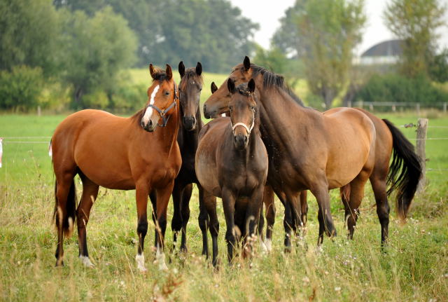 Zweijhrige Stuten in Schplitz - copyright Beate Langels, Trakehner 
Gestt Hmelschenburg