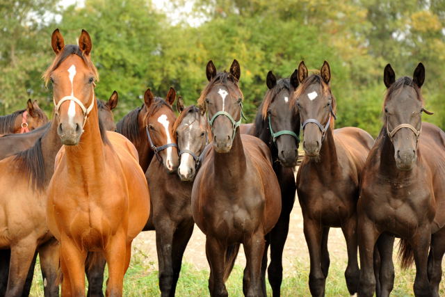Jhrlingshengste in Schplitz - copyright Beate Langels, Trakehner 
Gestt Hmelschenburg