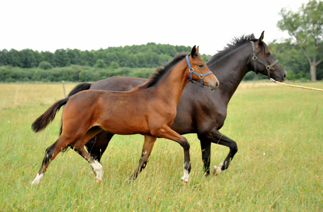  Trakehner Hengstfohlen von Oliver Twist u.d. Pr.u.StPrSt. Schwalbenmagie v. Exclusiv  - Foto: Beate Langels