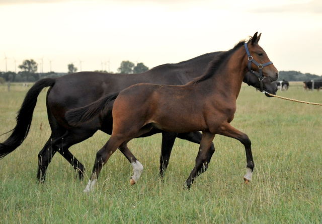  Trakehner Hengstfohlen von Oliver Twist u.d. Pr.u.StPrSt. Schwalbenmagie v. Exclusiv  - Foto: Beate Langels